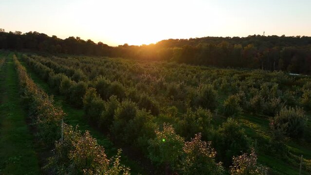 Aerial of fruit orchard in America during sunset. Apple trees during warm golden hour light. Agriculture and food production theme.