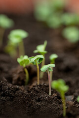 young green seedling sprouts growing in soil close up