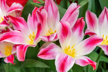 close up of tulips heads in full bloom floral background
