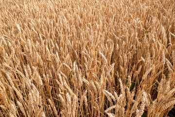 Big golden field of wheat. Harvesting yellow ripe wheat. Agricultural close up