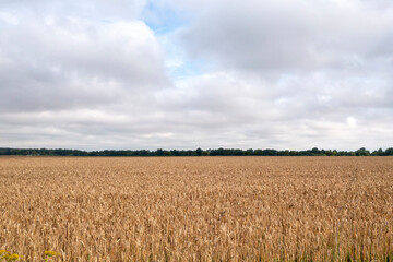 Agricultural landscape in the summer time
