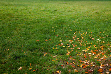 Autumn, green meadow with fallen red and yellow leaves. - 540635329