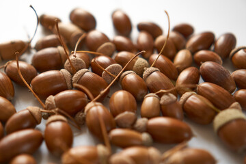 Close up many acorns oak with hats and twigs scattered on a white background. concept harvest, autumn. 45 degree view, soft selective focus, horizontal photo.