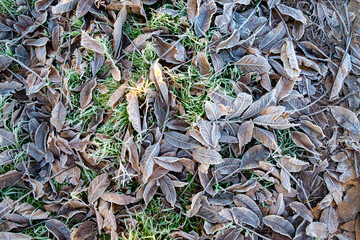 Top view of fallen leaves in autumn Concept: the arrival of autumn.