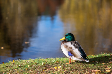 Male Mallard Duck at The Pond, Looking at Ducks. Birdwatching and Wildlife in Summer Nature.