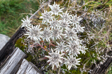 Group of edelweiss (Leontopodium). Flower symbol of the Alps and the high mountains. Photo taken in October, Italian Alps