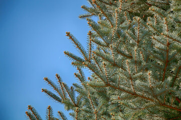 Green spruce branches against the blue sky - 540635931