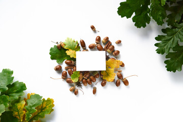 autumn harvest concept. layout of composition of yellow and green fallen oak leaves in angles and acorns with caps and twigs on a white background. view from above. flat lay.Copy space on blank square