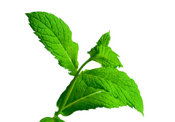 Naklejka na ściany i meble green mint leaves, various graphic design inspiration, Fresh mint green, png file