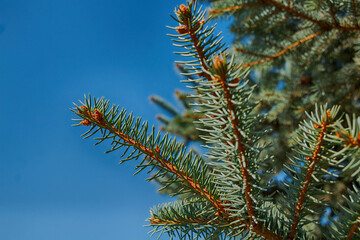 Green spruce branches against the blue sky - 540636383