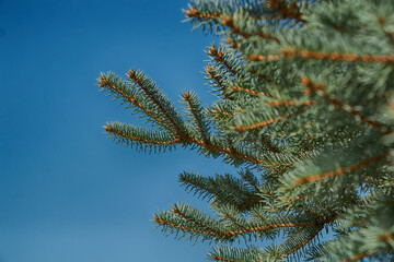 Green spruce branches against the blue sky - 540636556