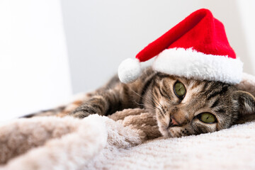 Portrait of a domestic striped cat with green eyes in a red santa hat close-up. A pet lies on a...