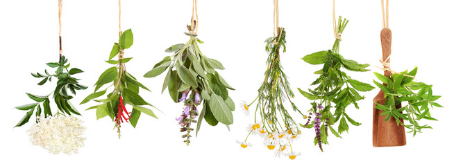 Different fresh tea plants, hung to dry