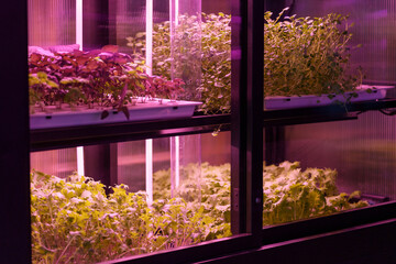 Fototapeta na wymiar Full spectrum LED grow lights for lettuce and basil. Young Mizuna grow in vertical farm under ultraviolet UV plant lights for cultivation indoors. Hydroponics and modern methods of growing plants
