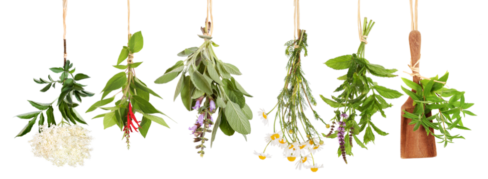 Different fresh tea plants, hung to dry
