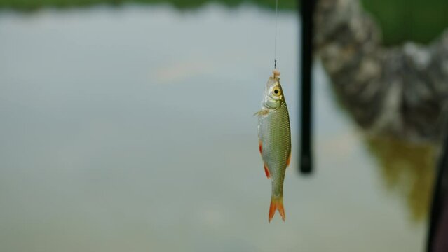 Hobbies and recreation. A small fish is hanging on a fishing line against the background of the lake. The fisherman caught a fish