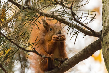 Royal Lazienki Park in Warsaw - Squirrel sitting on a tree branch