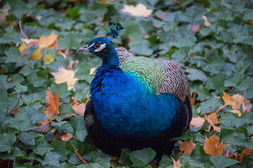 Obraz premium Royal Lazienki Park in Warsaw - Peacock In The Park