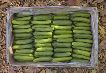 Box of fresh, organic cucumbers. 
