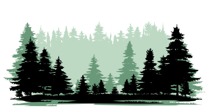Taiga view. Coniferous forest with firs and pines. Landscape with trees and grass. Silhouette picture. Isolated on white background. Vector.