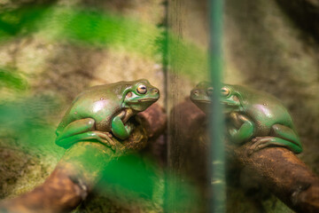 grupa zielona żaba w akwarium - obrazy, fototapety, plakaty