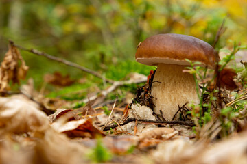 Mushroom Boletus edulis in autumn forest.