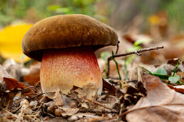 Boletus luridus (Suillellus luridus) close-up shot of forest mushroom.