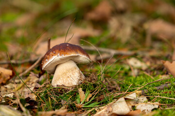 Mushroom Boletus edulis in autumn forest.