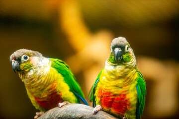 beautiful love bird with colourful feather