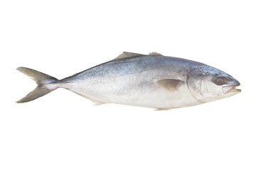 Whole yellowtail amberjack fish isolated on white background