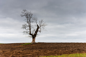 Old and lonely tree in a autumn cloudy landscape with overcast skies background.Silhouette single dead tree on overcast sky background,copy space.