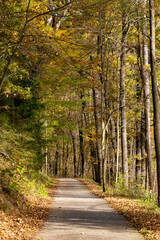 Road in the autumn forest.