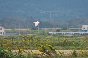 Niigata,Japan - October 21, 2022: Toki or Japanese crested ibis or Nipponia nippon flying over rice field in Sado island, Japan
