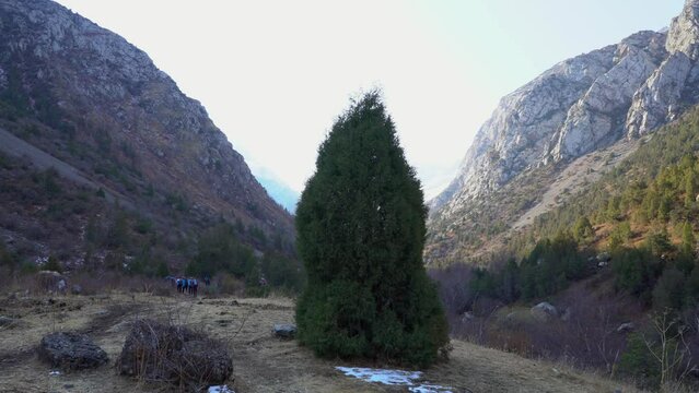 Landscape of mountain with lonely spruce