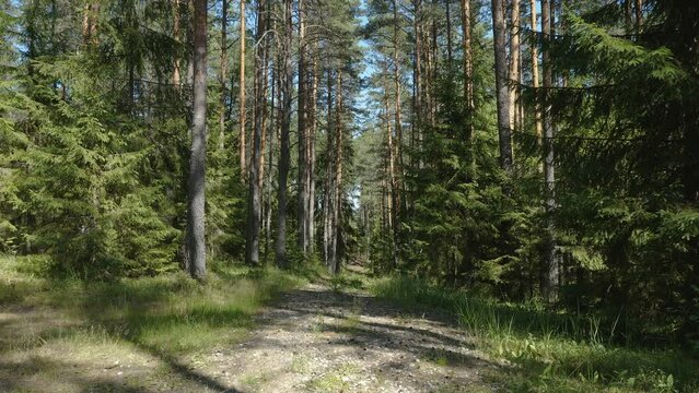The tall pine trees and other plants in the forest on a sunny summer day in Estonia