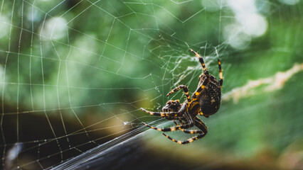 pająk zawieszony na pajęczynie - makro - obrazy, fototapety, plakaty