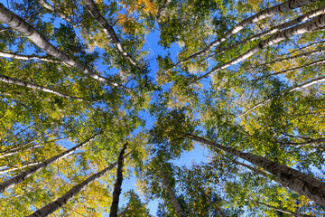 白樺の林から青空を見上げる