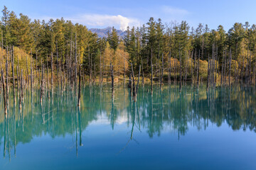 秋の青い池と十勝岳の噴煙