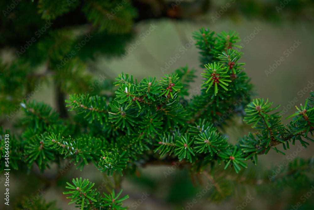 Wall mural Fir tree brunch close up