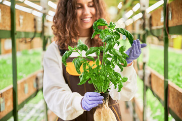 Close up of smiling female gardener in garden gloves holding pot with basil. Joyful young woman with green leafy plant in hands standing in greenhouse.