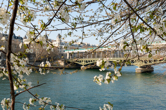 Aerial Metro on Pont Bir-Hakeim in Spring with Cherry tree with white flowers in full bloom in the Foreground - Paris, France. Shot through the foliage of the Isle of the Swans (Ile aux Cygnes).