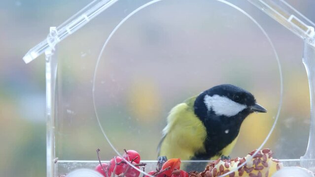 the tit sat on the feeder and began to eat. a transparent bird feeder is fixed on the window. the bird pecks at the grain