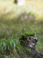 Autumn season, forest magic world with mushrooms