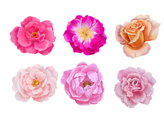 Digital set of pink roses. Transparent layer.