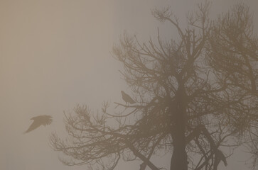 Tree and Canary Islands ravens Corvus corax canariensis in the fog at dawn. The Nublo Rural Park. Gran Canaria. Canary Islands. Spain.