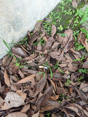 carelessly throwing cigarette butts on dry leaves can cause land fires