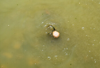 Small fish feed on bread in muddy water.