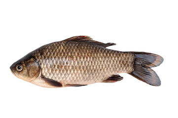 Big live carp isolated on white background.