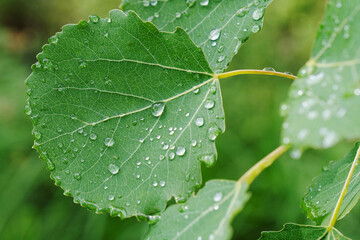 Spring green foliage,drops of dew or rain on green leaves. Natural background. Wallpaper. 