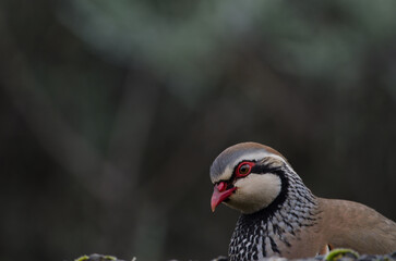 Red-legged partridge Alectoris rufa. The Nublo Rural Park. Gran Canaria. Canary Islands. Spain.